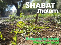 Shabat Shalom BuscandoLaCebada